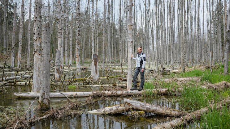 Urs Wegmann am Bibersee bei Marthalen ZH. Der Leiter der Ranger der Greifensee-Stiftung ist auch für die Biberfachstelle des Kantons Zürich zuständig. Die Nager haben hier den See gestaut.