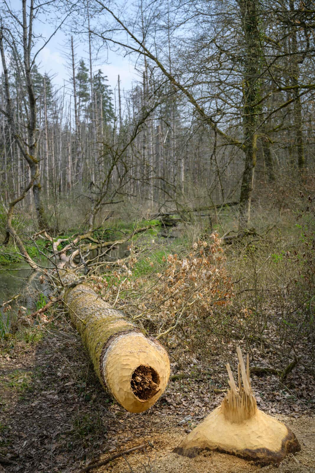 biberreservat marthalen von Biber gefällter Baum