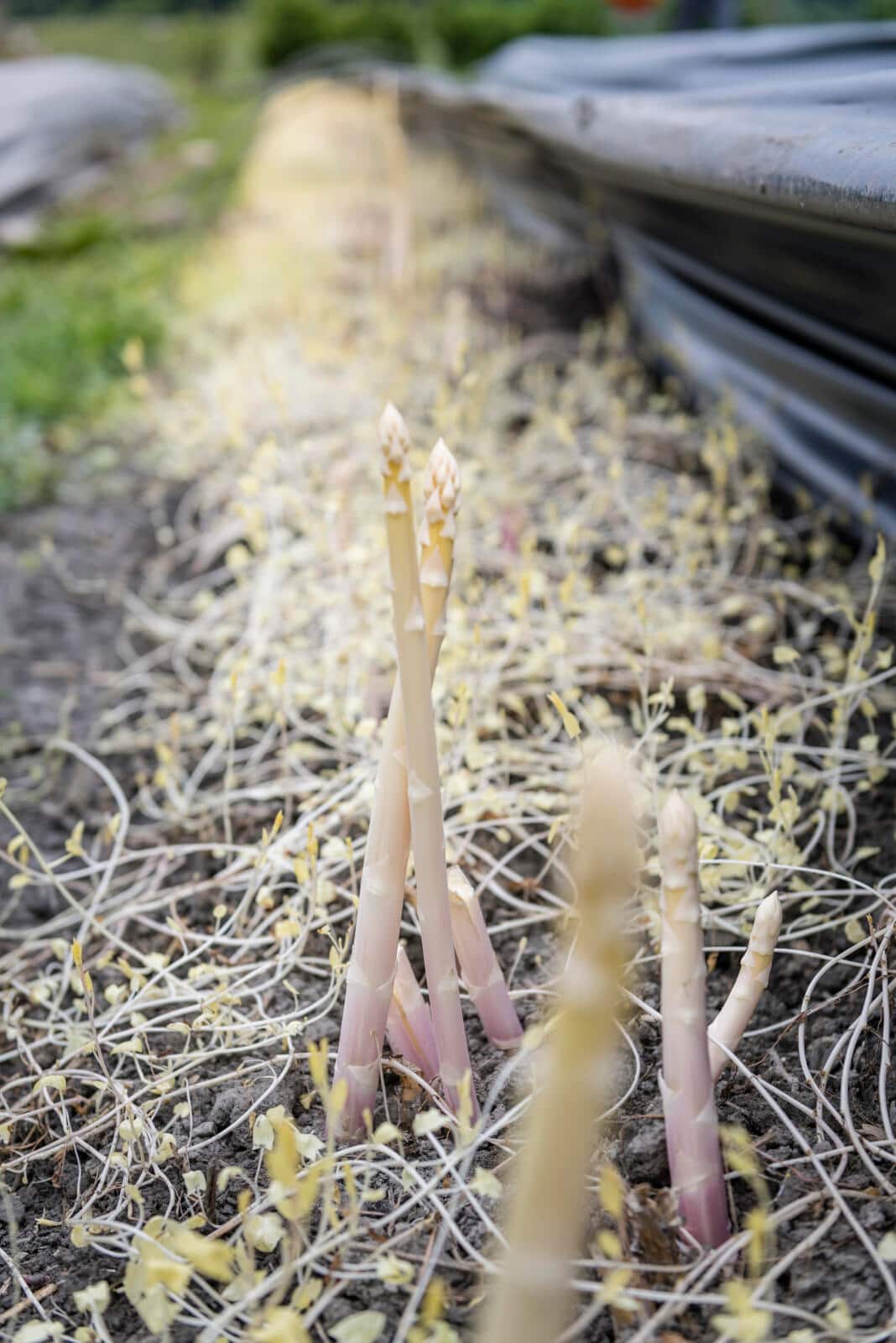 Weisser Spargel Spargelschloss