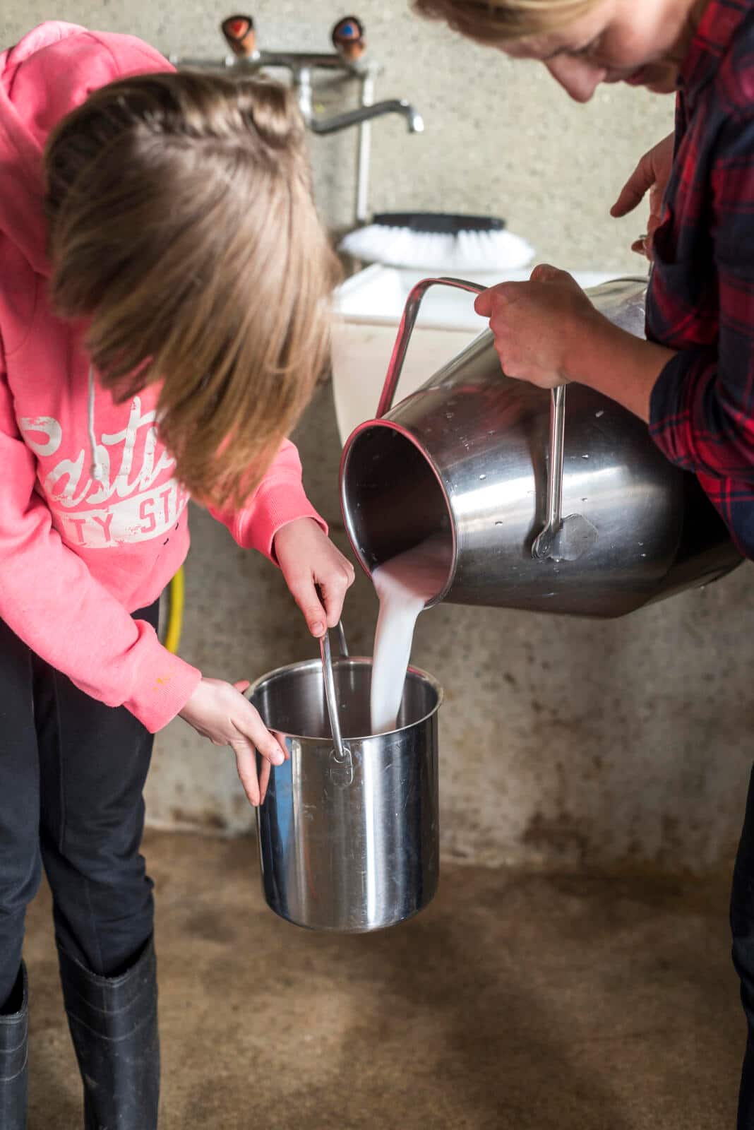 Frische Stutenmilch wird umgefüllt