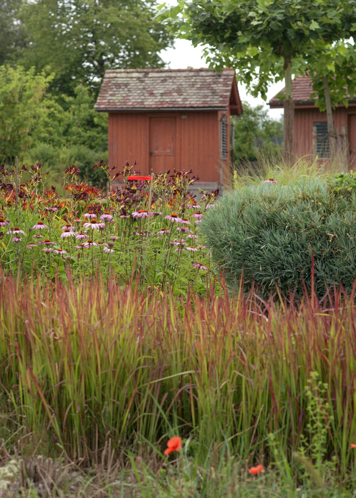 Japanisches Blutgras (Imperata cylindrica), Rote Sonnenhüte (Echinacea purpurea), Taglilien (Hemerocallis) und leere Bienenhäuschen im Kloster Wurmsbach