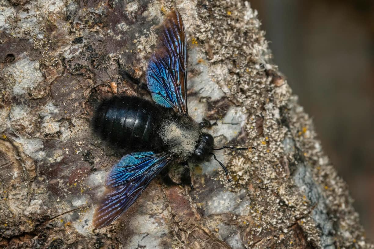 Blauschwarze Holzbiene (Xylocopa violacea)
