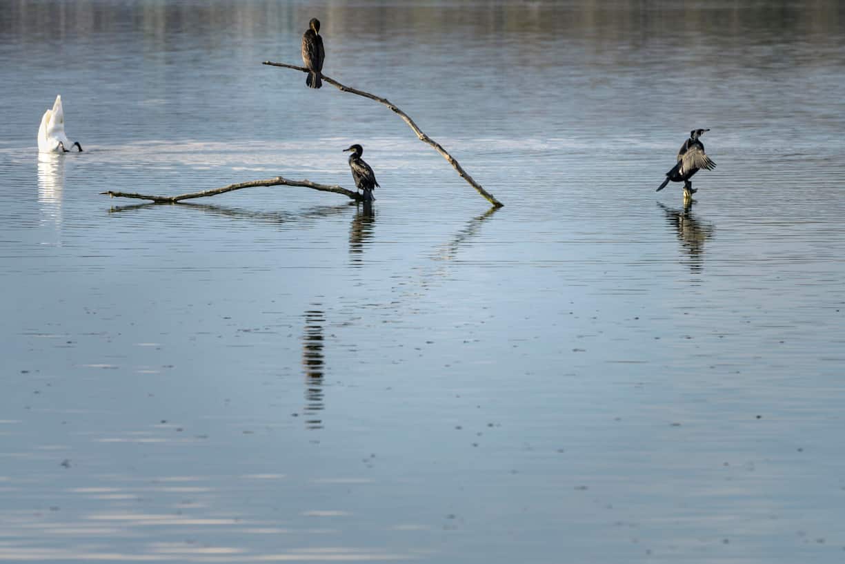 kormorane und ein schwan im natruschutzgebiet greifensee bei aaspitz