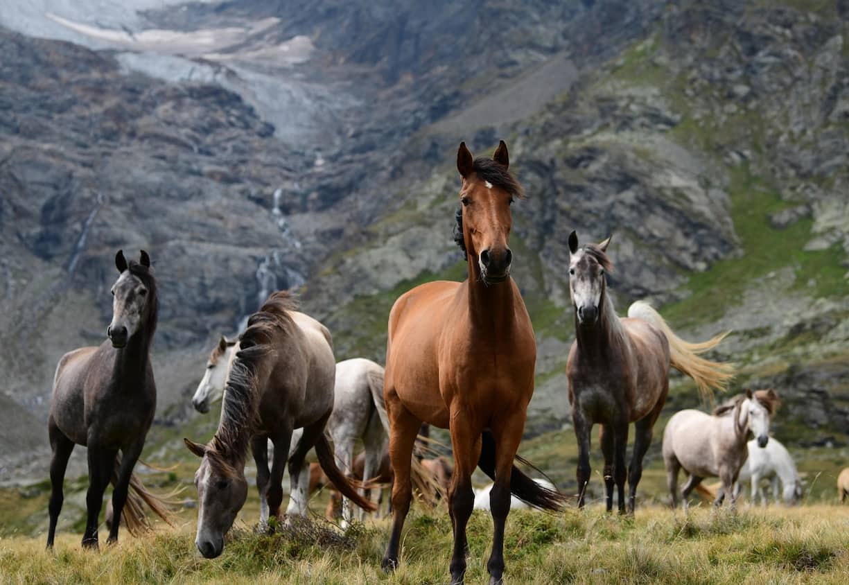 Berberstuten beobachten das Geschehen aufmerksam