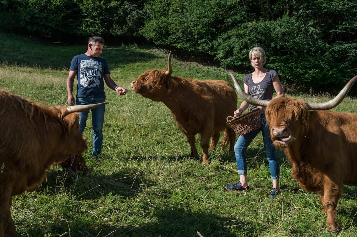 Das Ehepaar Bracher mit drei schottischen Hochlandrindern