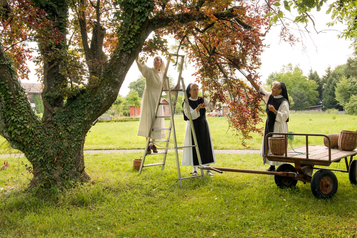 Schwester Sara, Schwester Monika und Schwester Ruth aus dem Kloster Wurmsbach in Rapperswil-Jona St. Gallen beim Ernten von Pflaumen