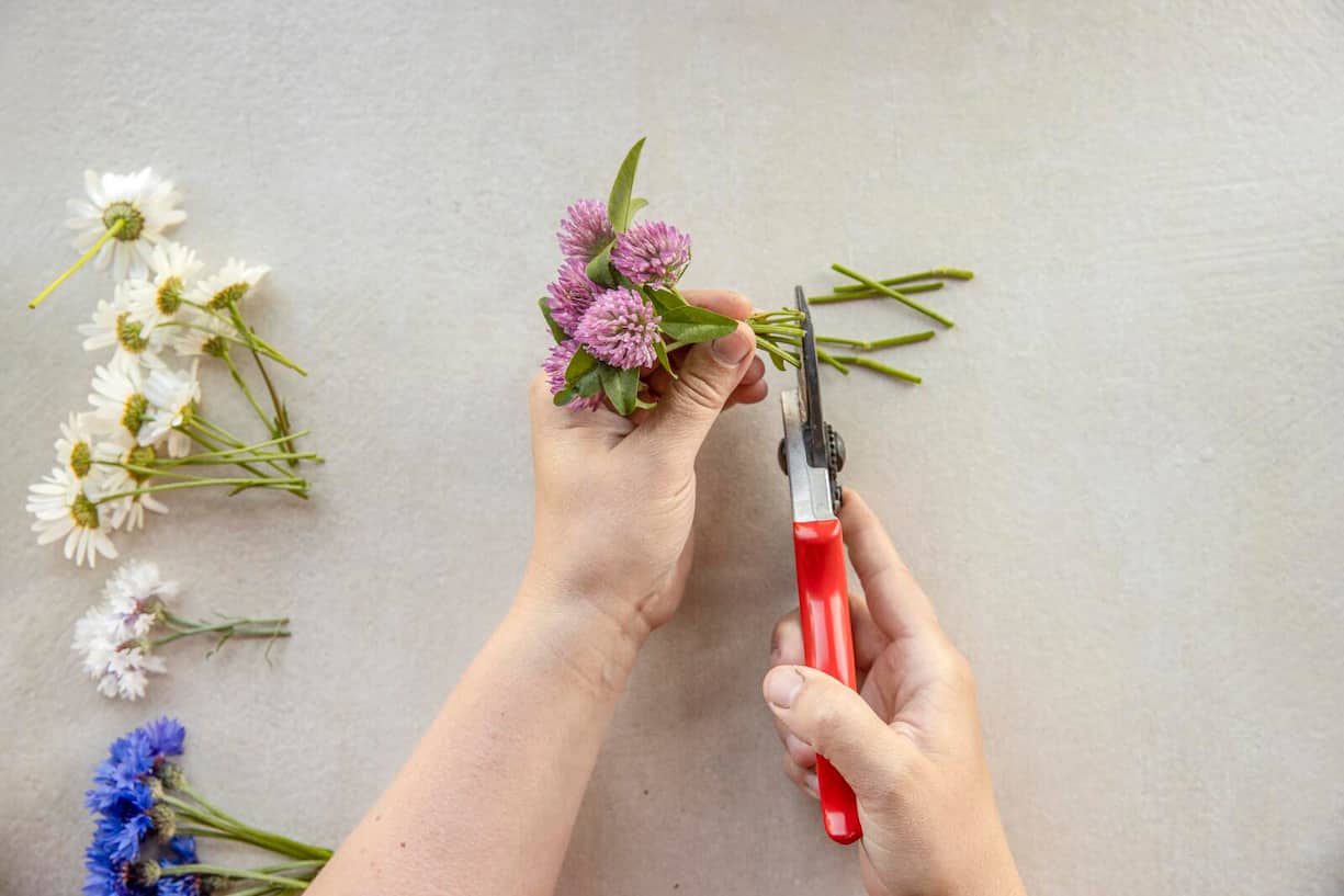 Blumen zuschneiden mit Gartenschere