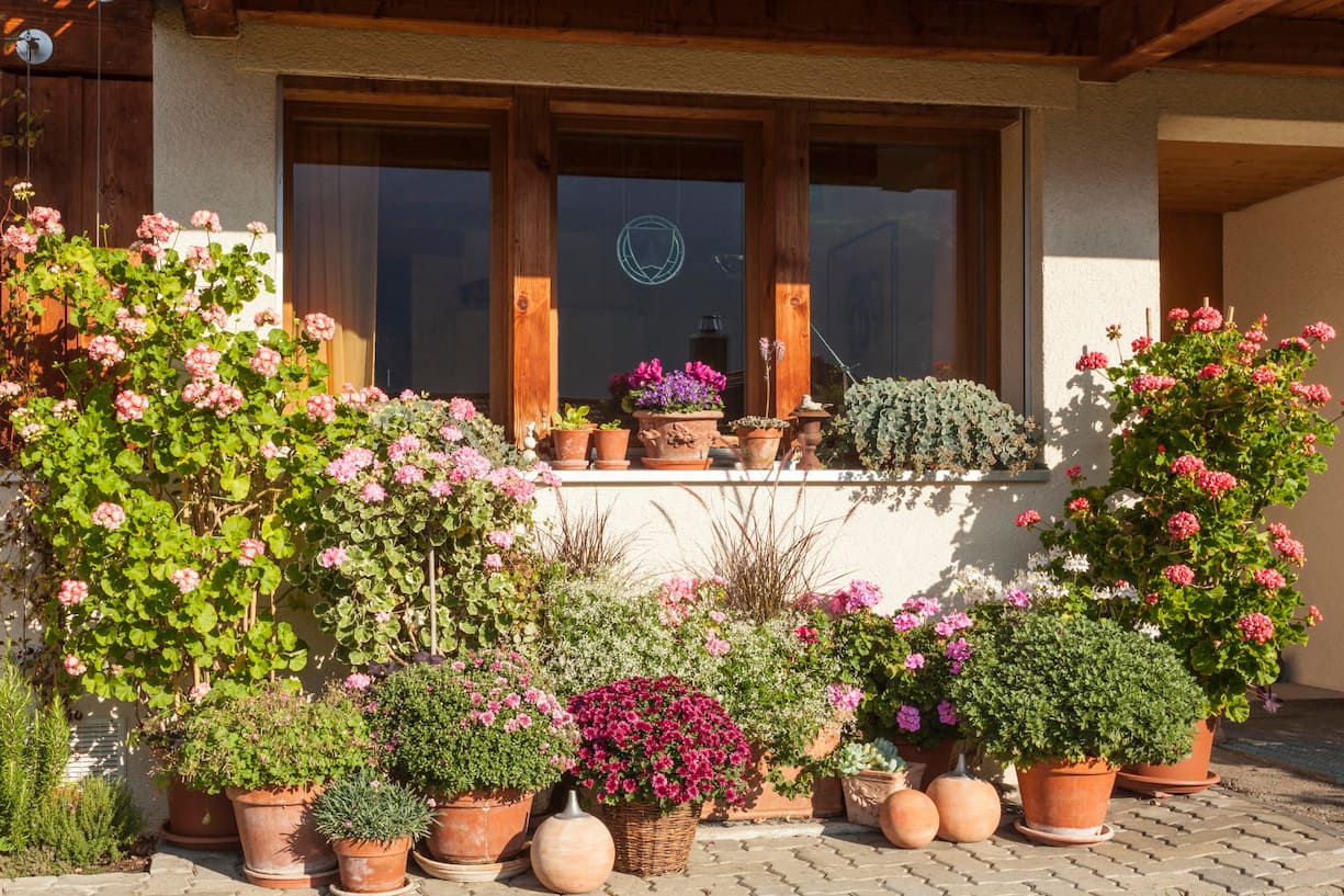 Fenster von Laueners im Bernischen Frutigen mit roten Geranien und Chrysanthemen in Töpfen