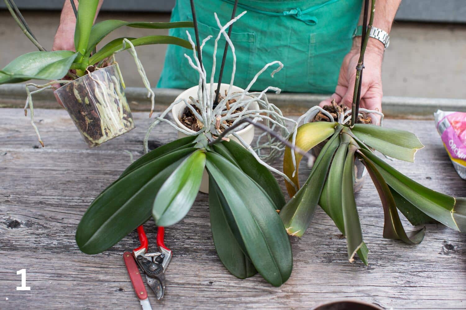 Orchideen
