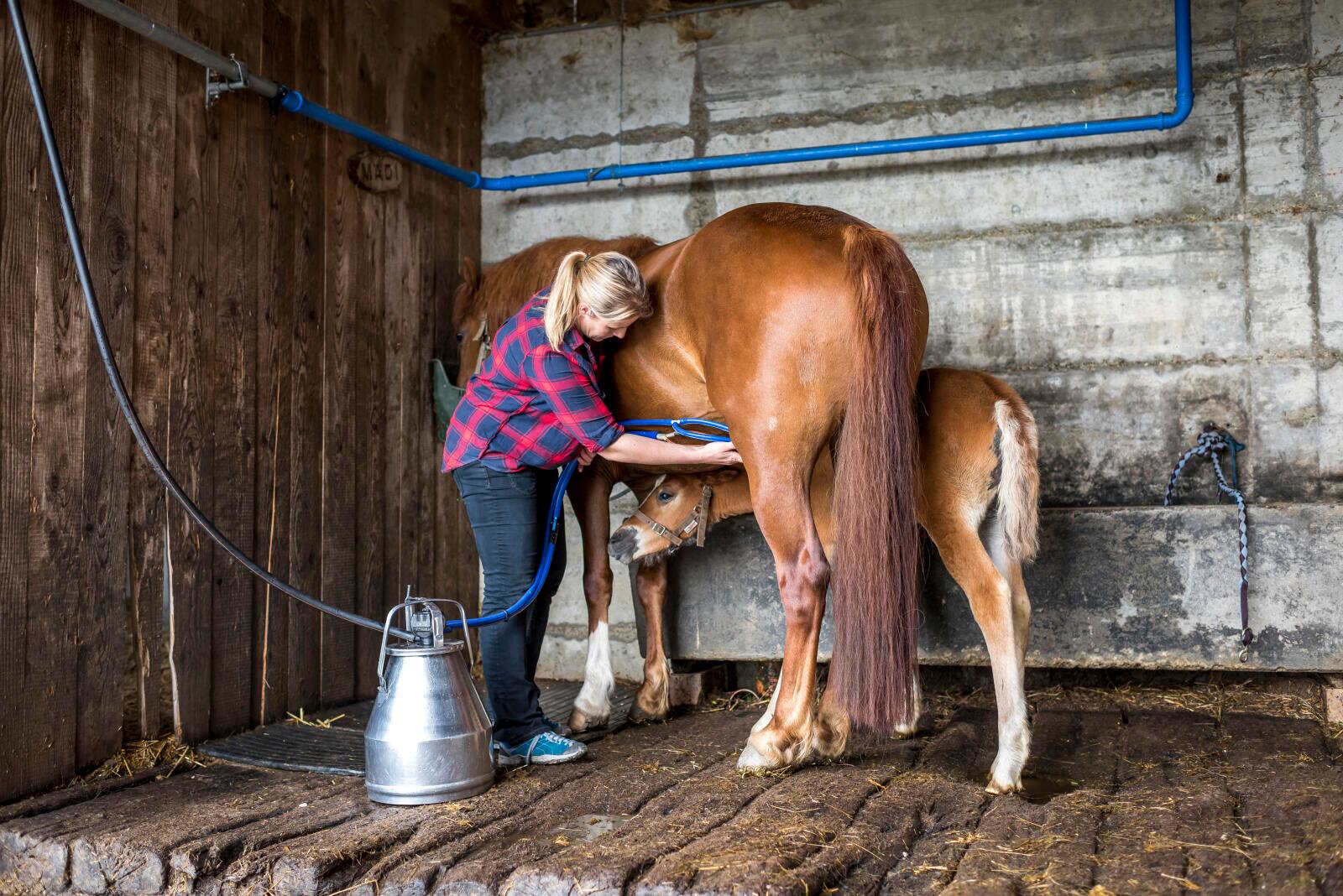 Sandra Furrer beim Melken der Stute Carina