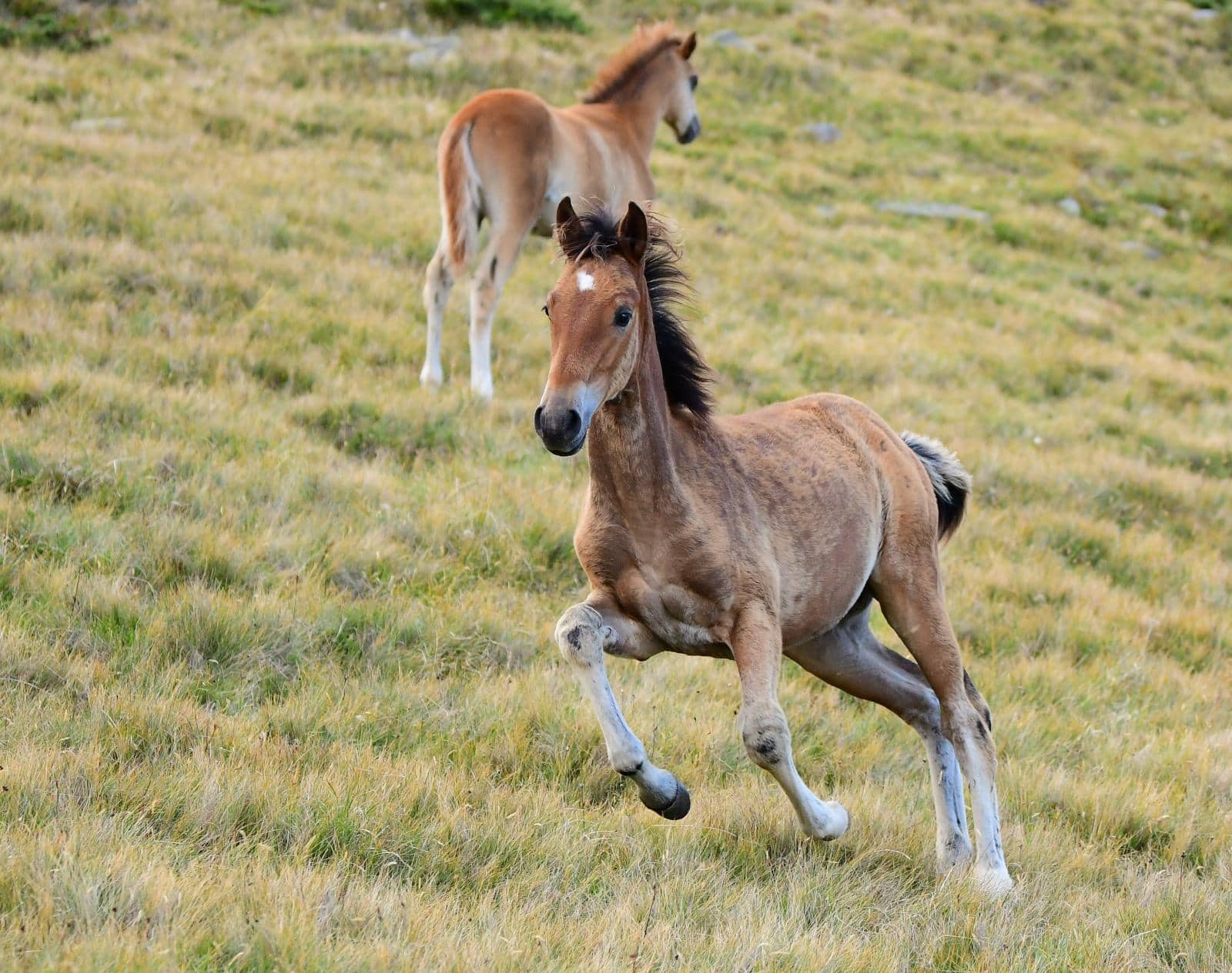 Voller Lebensfreude prescht das Hengstfohlen Fareed Al Canton im Galopp dahin.