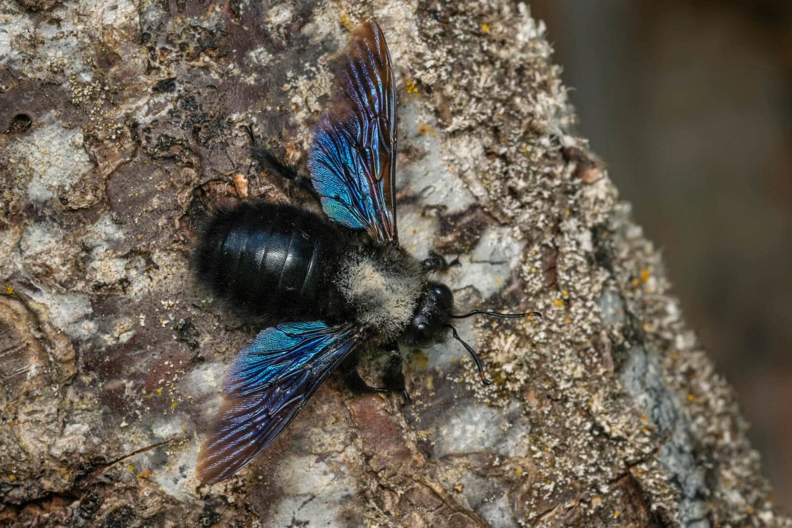 Blauschwarze Holzbiene (Xylocopa violacea)