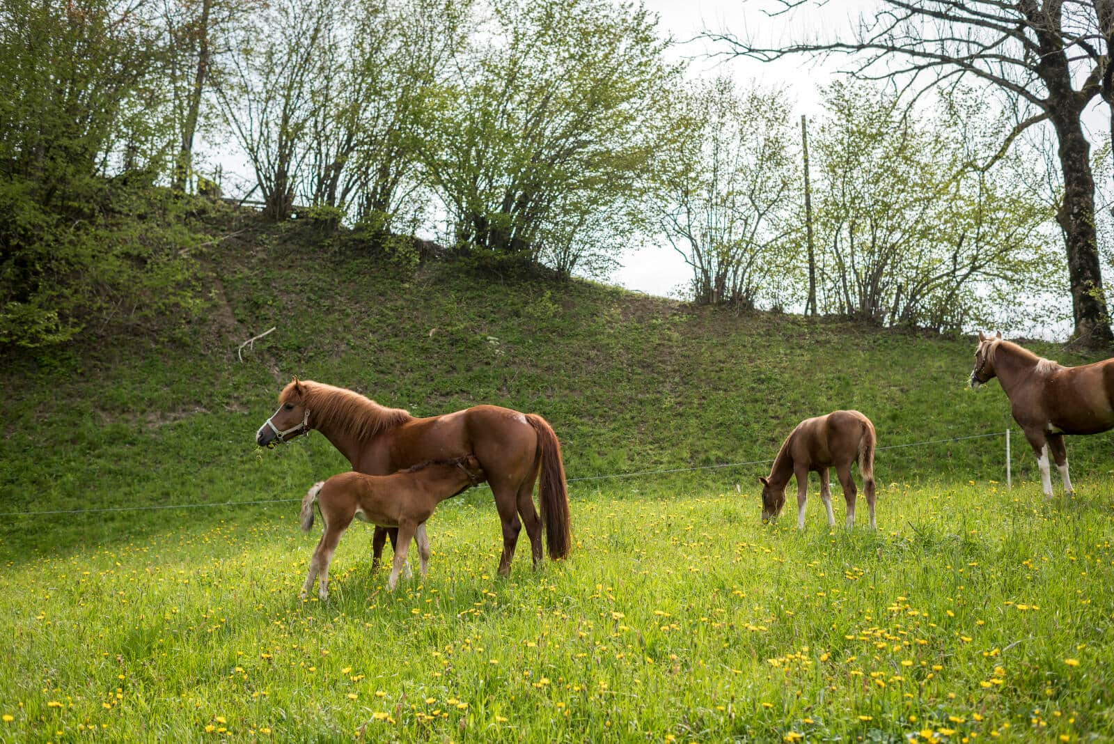 Freibergerstuten Carina mit ihrem Fohlen Cindy (links) und Jenny mit Fohlen Josy