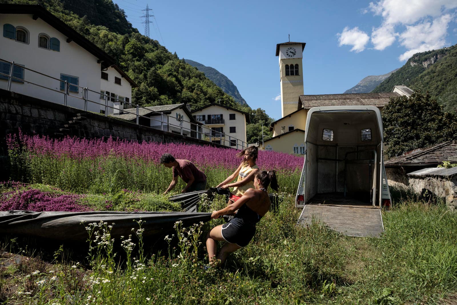 Elmo Zanetti, Tochter Sofia (Mitte) und Mitarbeiterin Giada transportieren frisch geschnittene Agastache mit einem grossen Tuch.