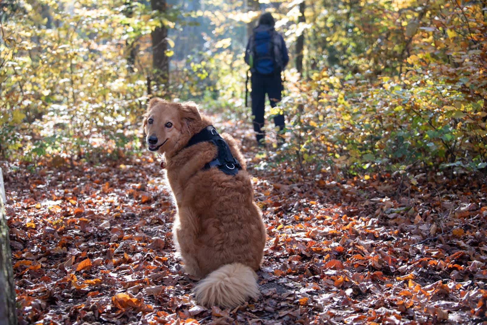 Mischlingshündin Tapas und Christine Nydegger im Wald
