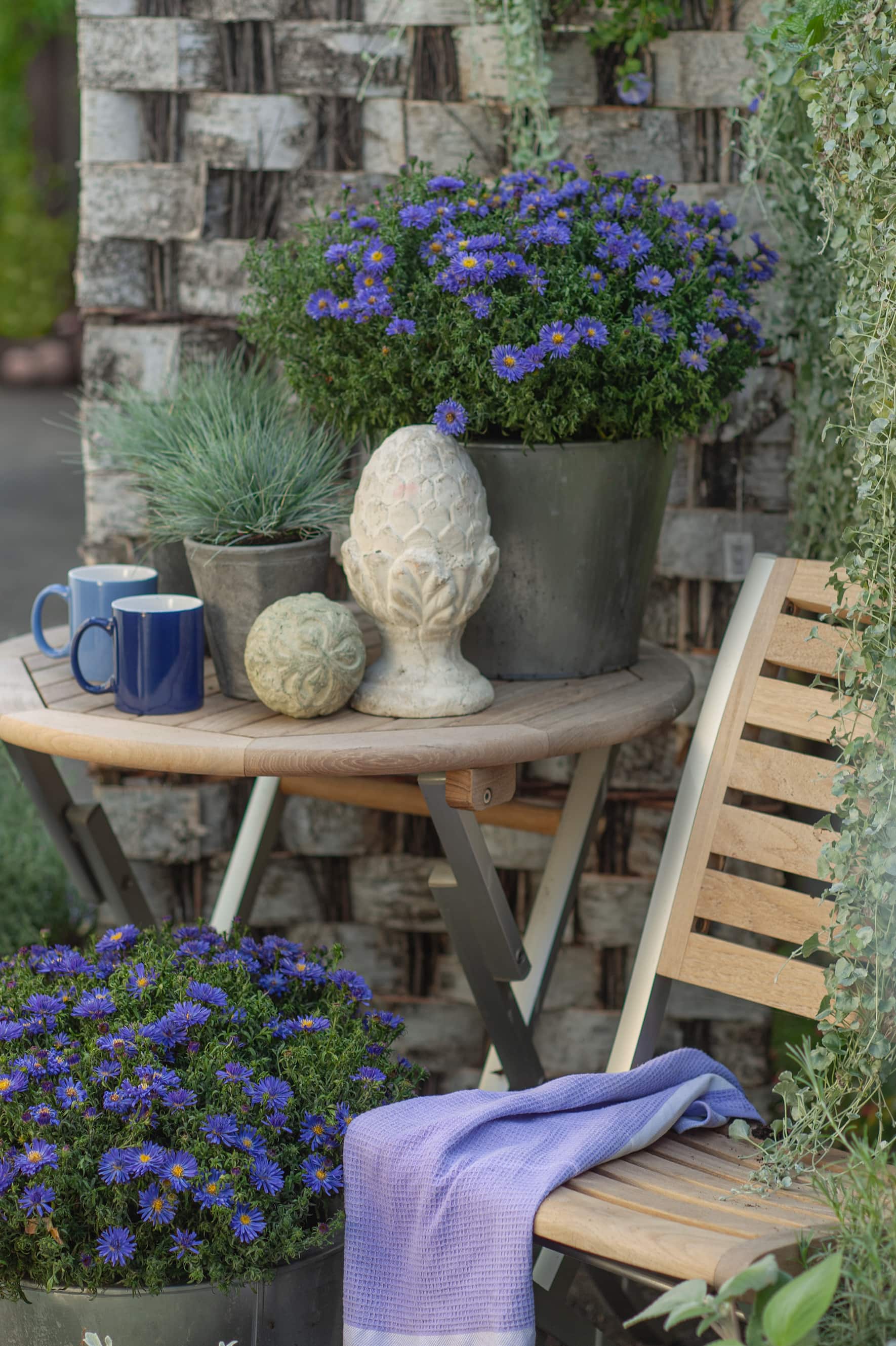 Blaue Blumen: Kissenastern und Blauschwingel (Festuca) mit Gartentisch und -Stuhl