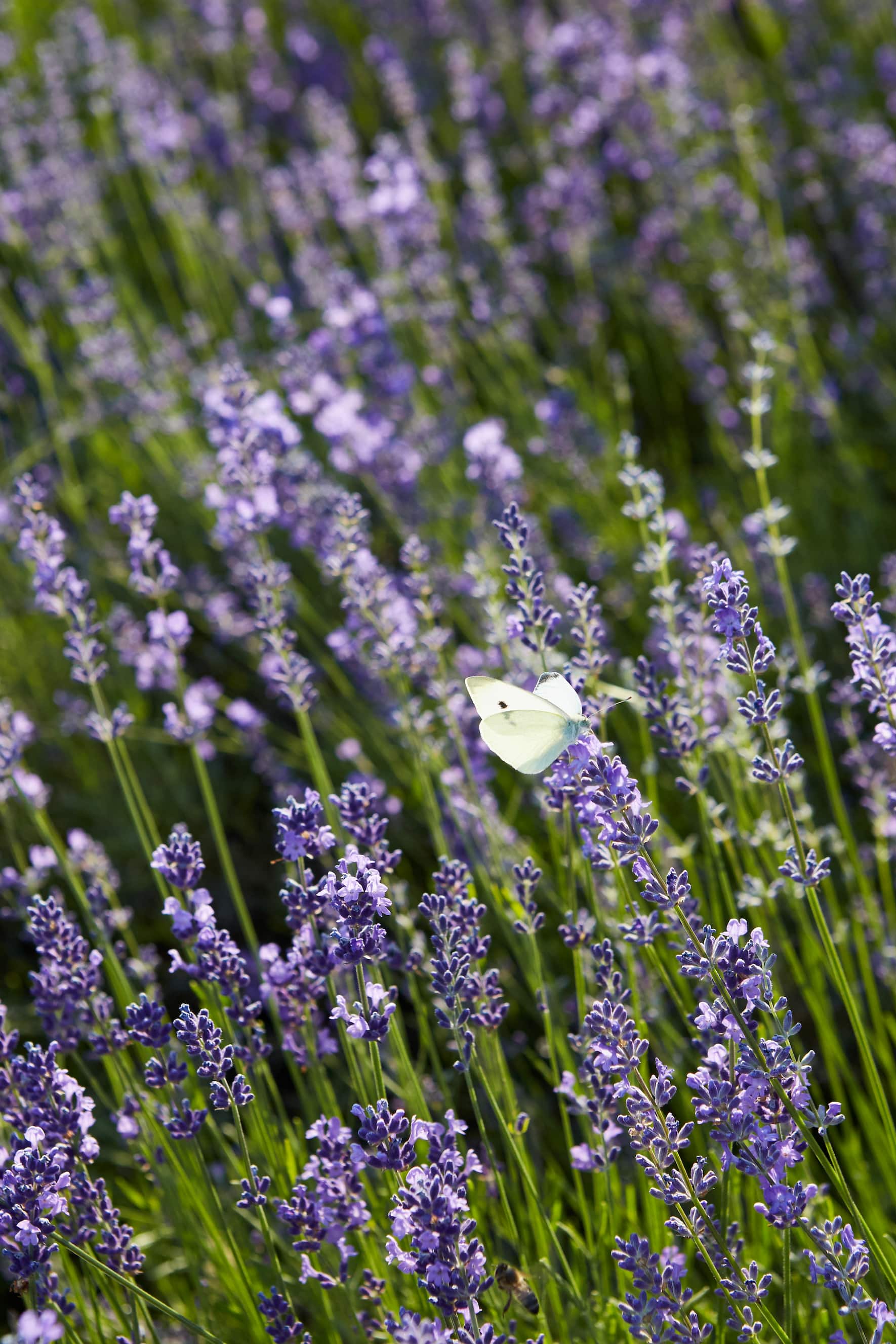Schmetterling auf Lavendel im Oberaargau