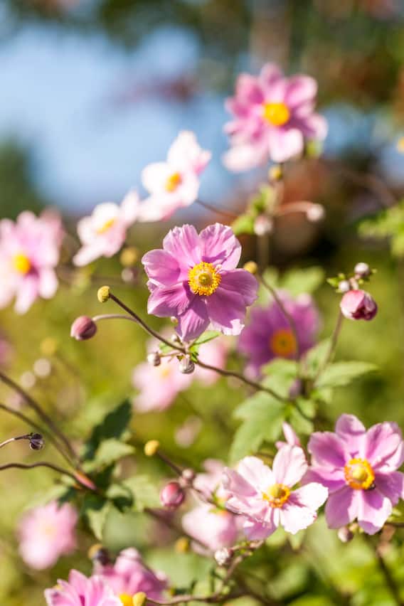 Herbst-Anemonen bei Annemarie und Marianne Lauener in Frutigen, Bern
