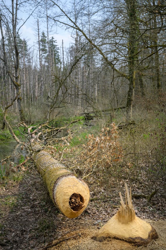 biberreservat marthalen von Biber gefällter Baum