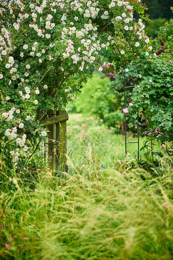 Bogen mit Ramblerrosen