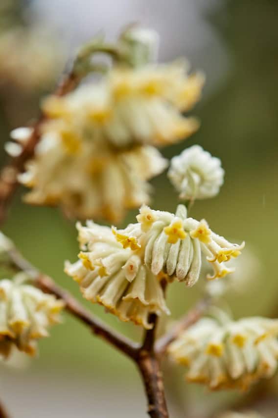 Garten3