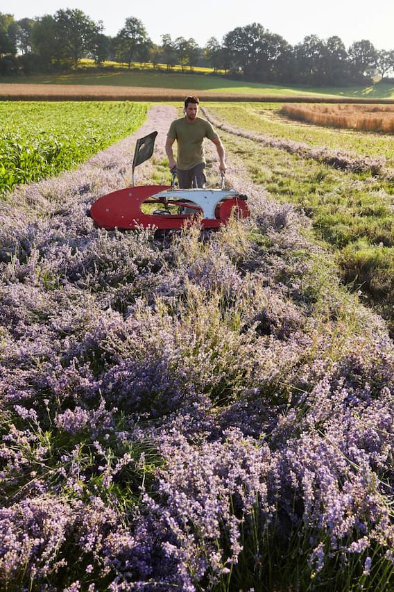 Landwirt Roland Friedli erntet seinen Lavendel in Bettenhausen