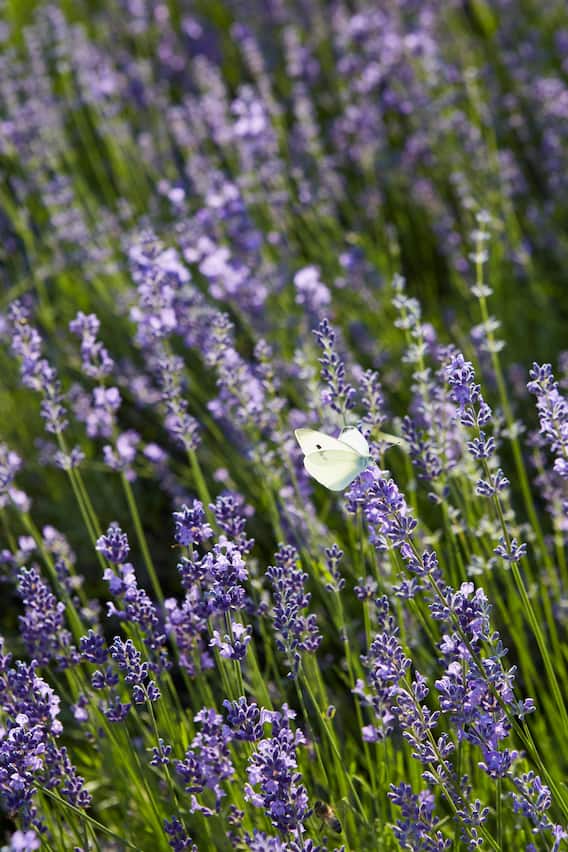 Schmetterling auf Lavendel im Oberaargau