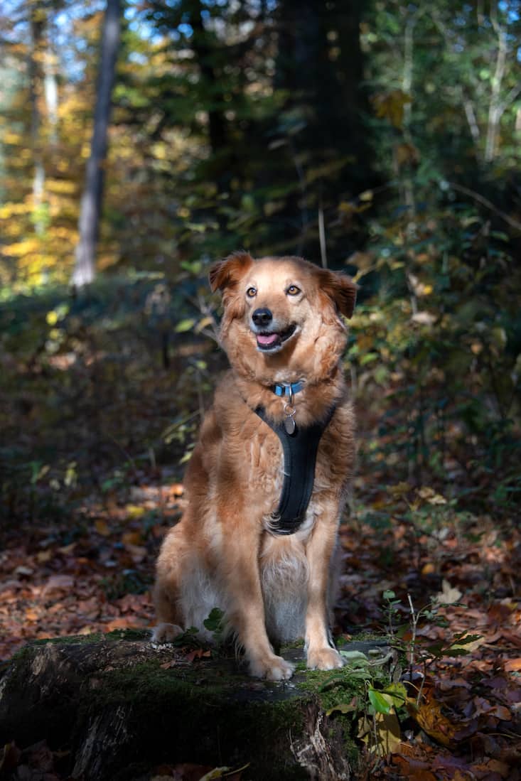 Die achtjährige Mischlingshündin Tapas im Wald
