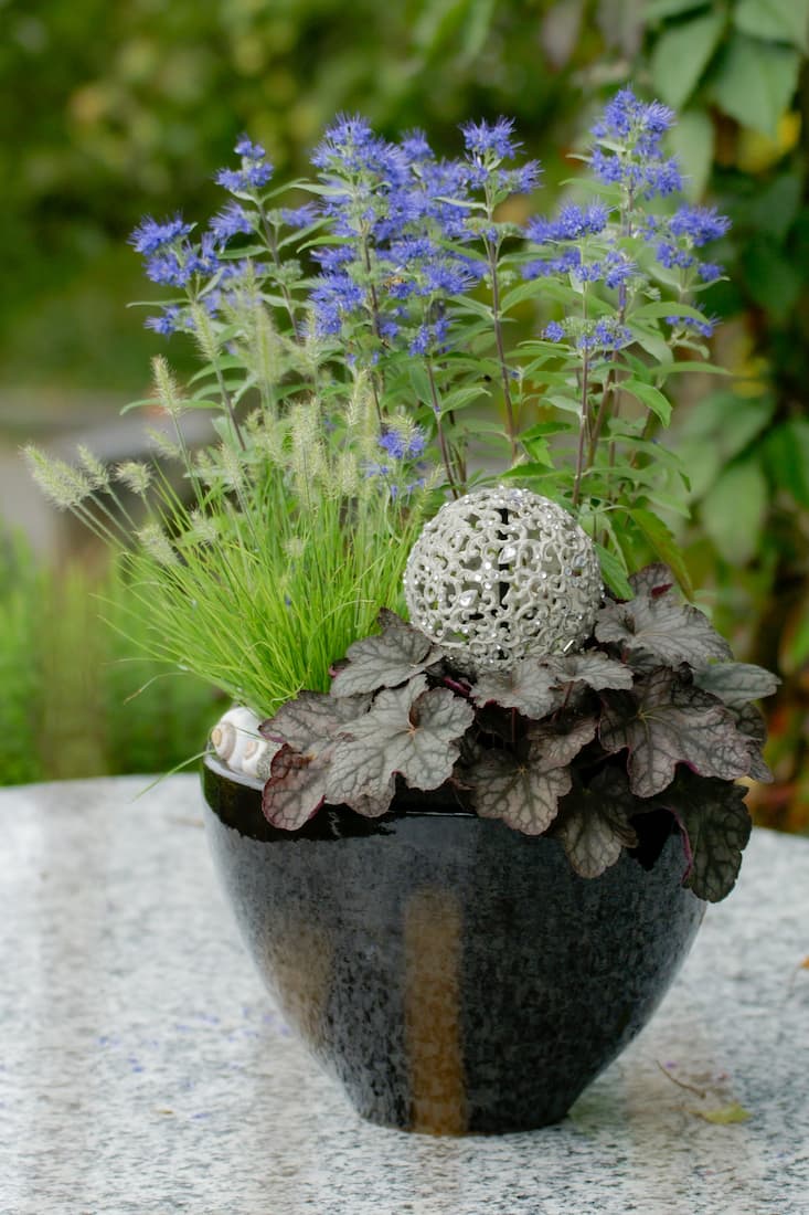 Blaue Bartblume im Topf