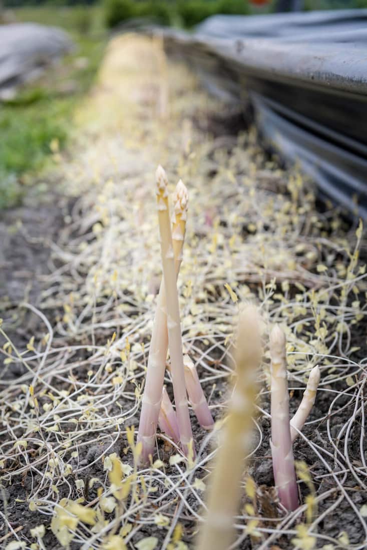 Weisser Spargel Spargelschloss