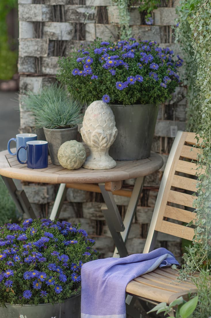 Blaue Blumen: Kissenastern und Blauschwingel (Festuca) mit Gartentisch und -Stuhl
