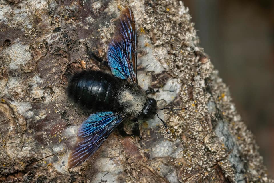 Blauschwarze Holzbiene (Xylocopa violacea)