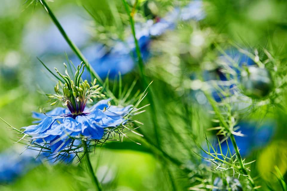 Jungfer im Grünen (Nigella damascena)
