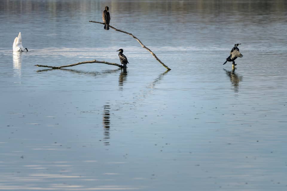 kormorane und ein schwan im natruschutzgebiet greifensee bei aaspitz