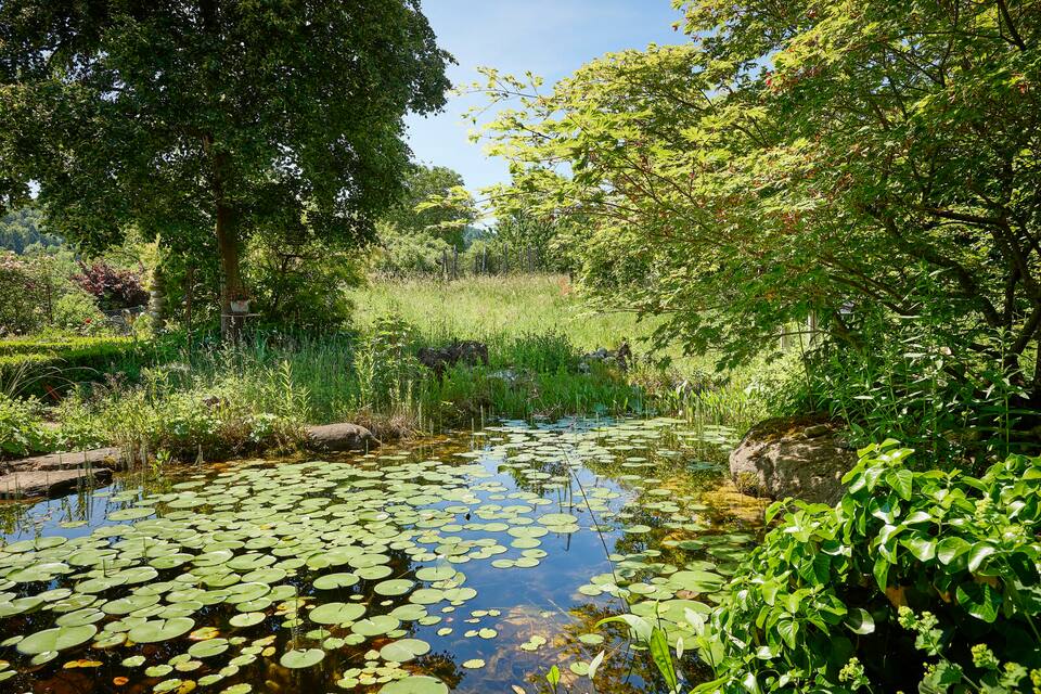 Teich mit Grossen Teichrosen