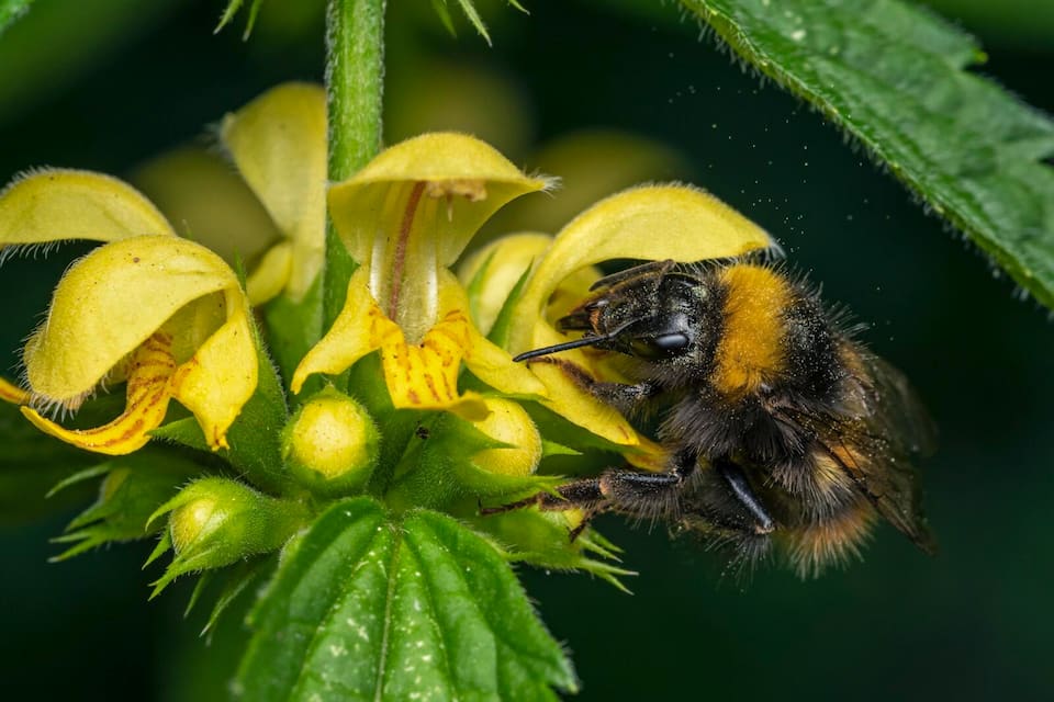 Distelhummel (Bombus soroeensis)