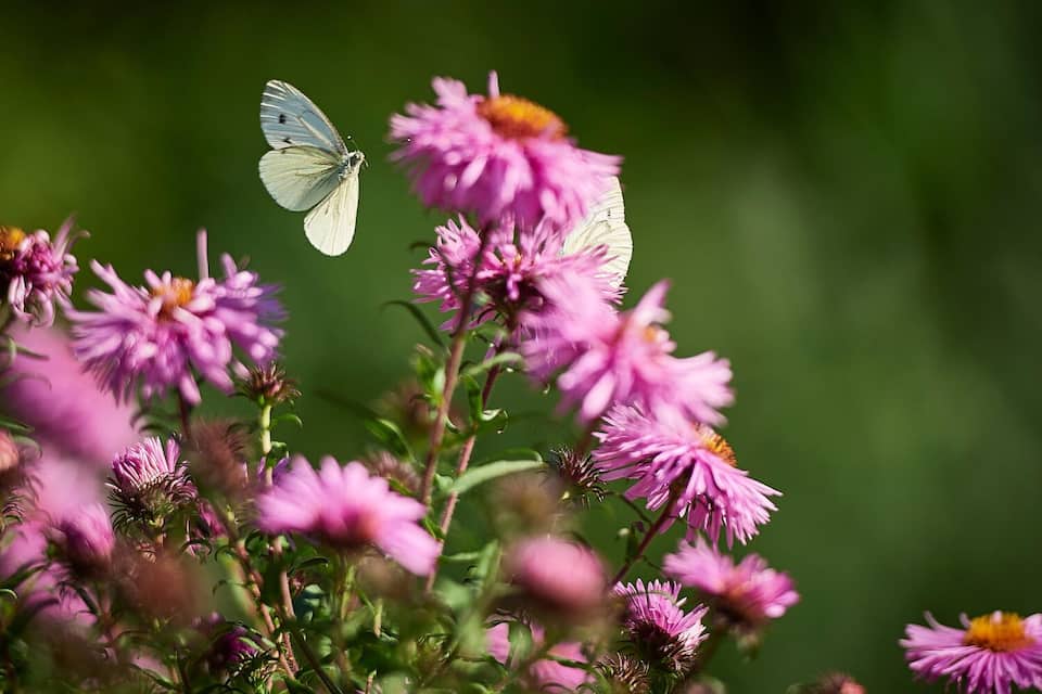 Garten2