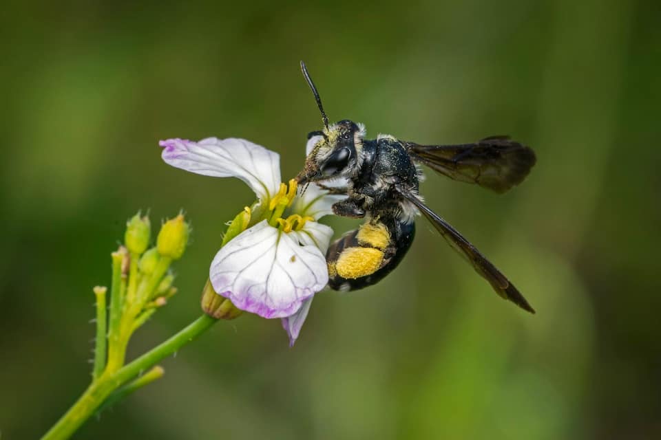 Senf-Blauschillersandbiene (Andrena agilissima)