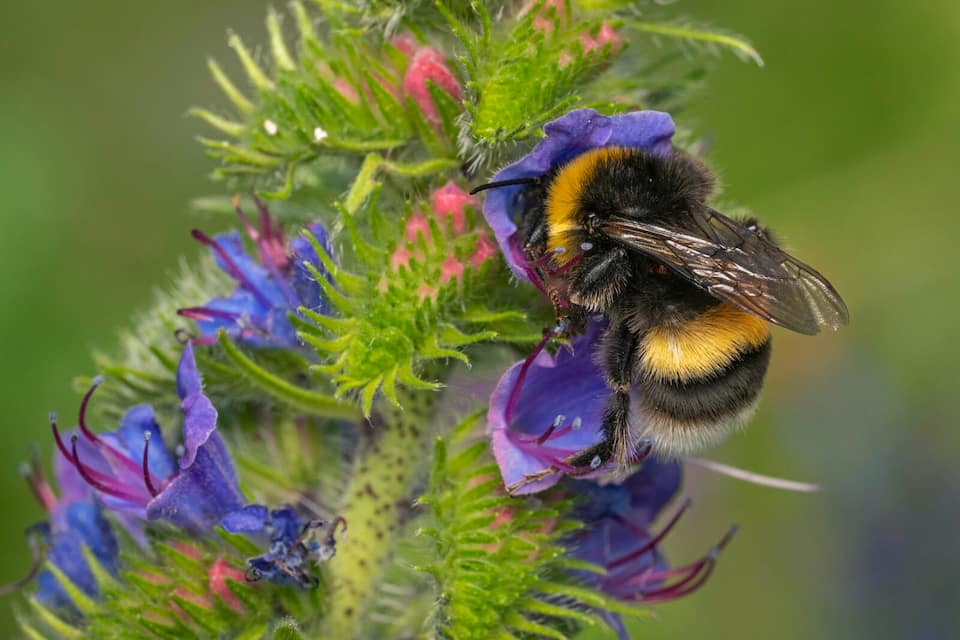 Dunkle Erdhummel (Bombus terrestris)