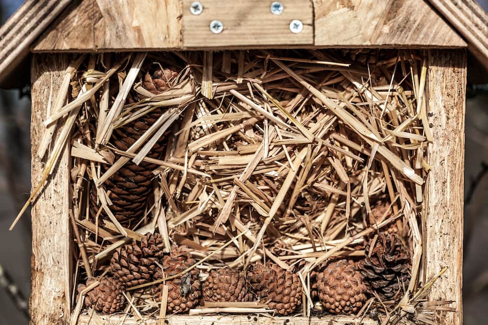 Marienkäfer Schritt 8