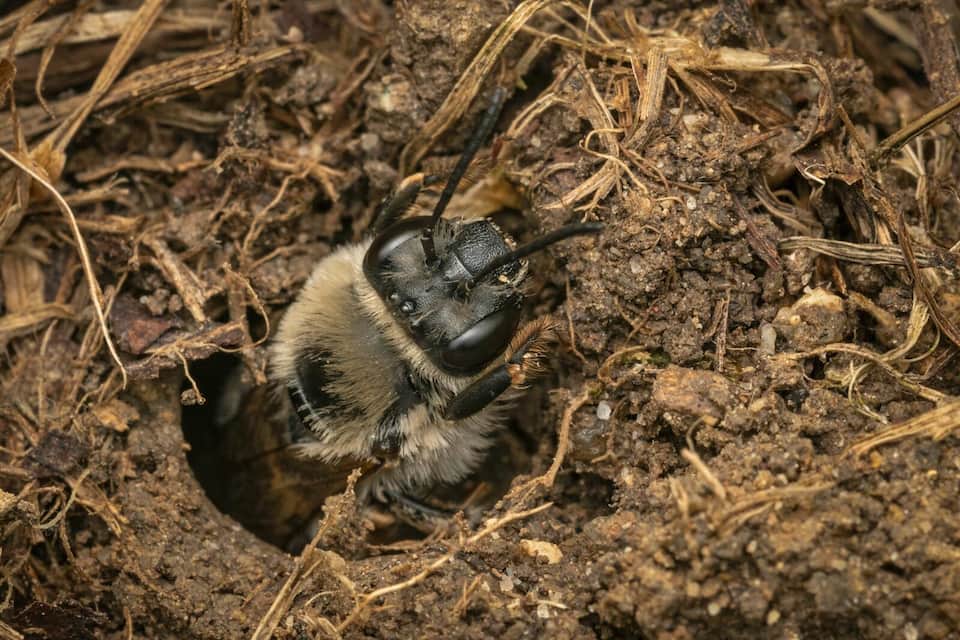 Gemeine Trauerbiene (Melecta albifrons)