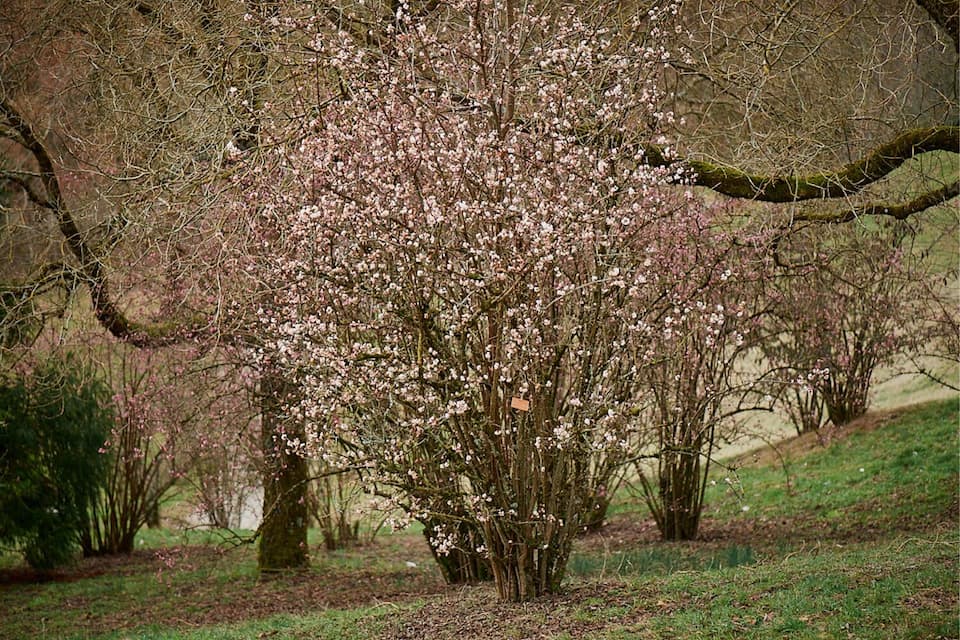 Garten4