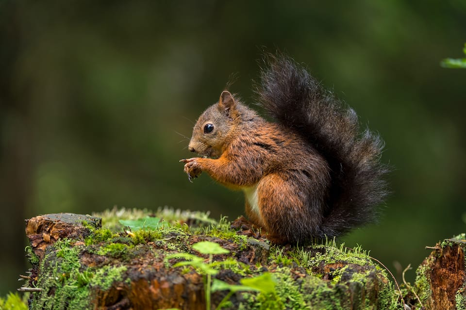 Rotes Eichhörnchen am Essen