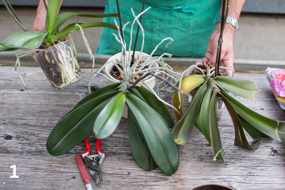 Orchideen