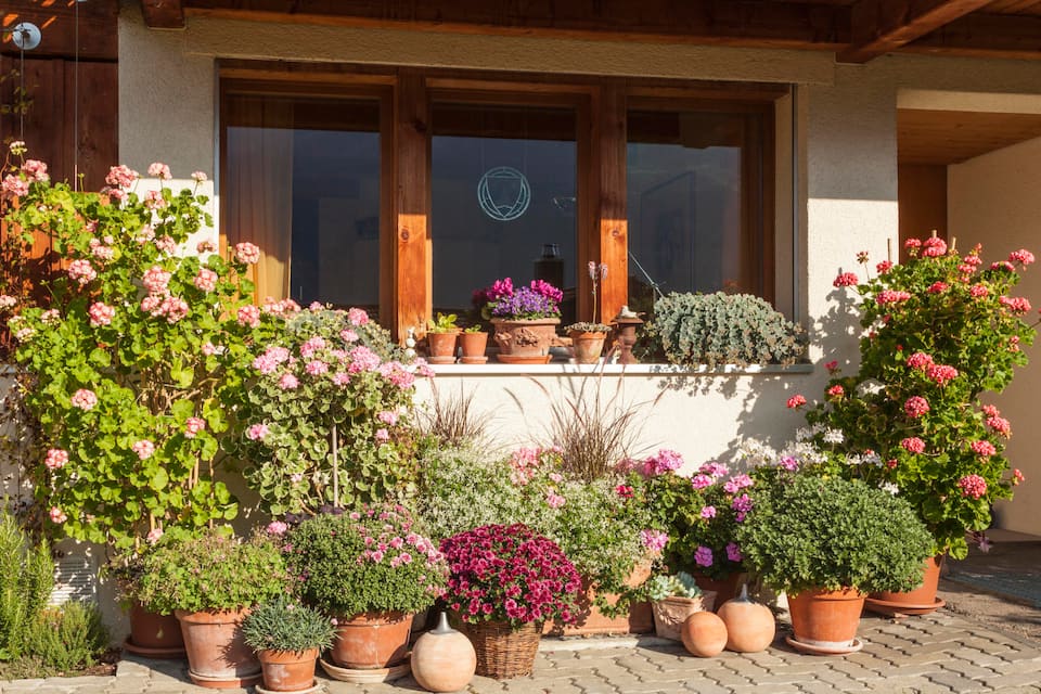Fenster von Laueners im Bernischen Frutigen mit roten Geranien und Chrysanthemen in Töpfen