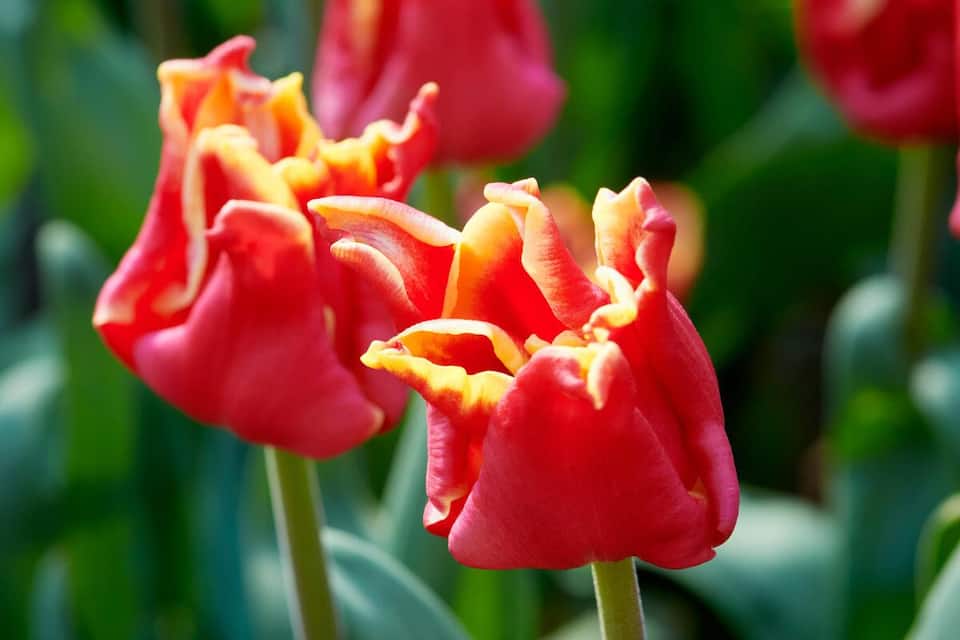 Tulpen
